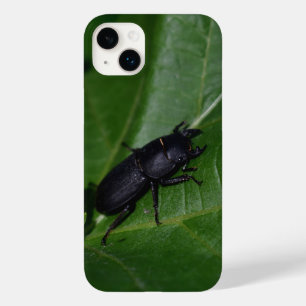 Dorcus parallelipipedus , o escaravelho inferior