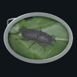 Dorcus parallelipipedus , o escaravelho inferior<br><div class="desc">Dorcus parallelipipedus ,  o escaravelho menor,  Lucanidae,  Coleoptera,  Inseto,  fotografei-o no meu Jardim. Foto por Krisi ArtKSZP ,  More in Store Category >>> Fotografia natural >> Insetos >> Outra</div>