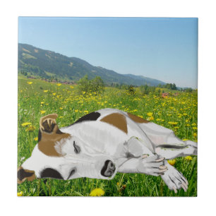 Dormindo Jack Russell em um prado de flores colori