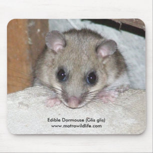 "Dormouse comestível" Mousepad