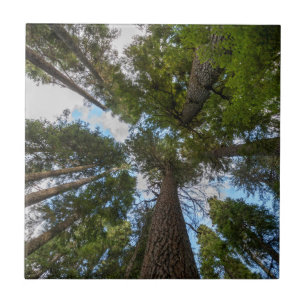 dossel da árvore Douglas Fir