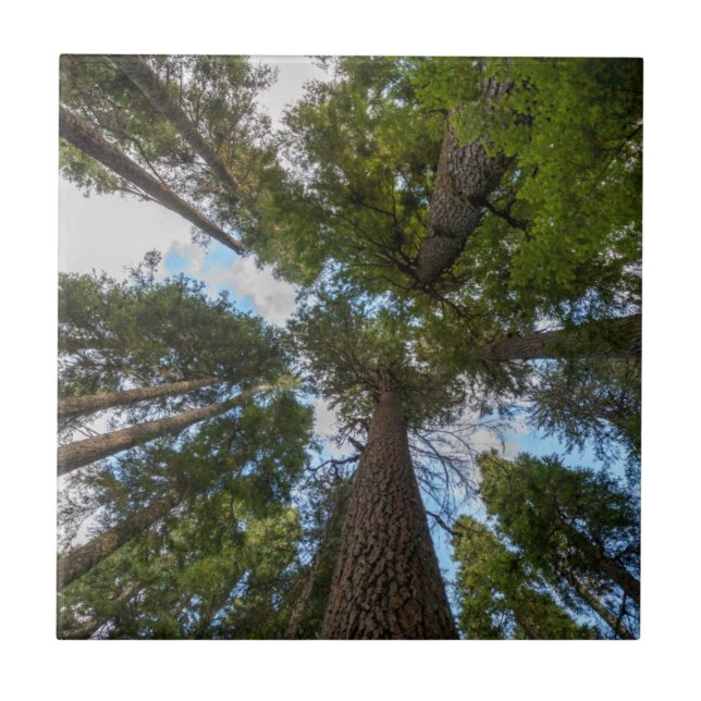 dossel da árvore Douglas Fir (Frente)