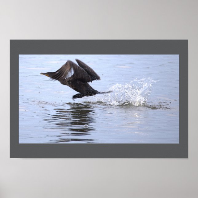 Double-crested Cormorant Bird Poster (Frente)