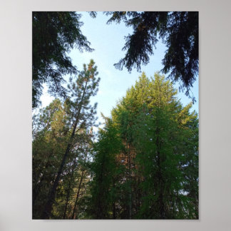 Douglas fir e pine poster
