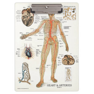 Doutores Escritório Coração Anatomia Prancheta