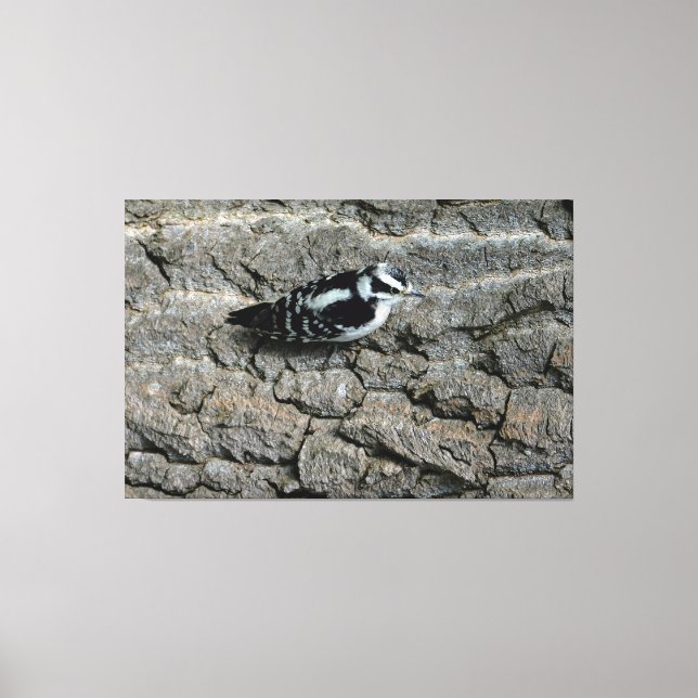 Downy Woodpecker 60 x 40 Canvas (Frente)