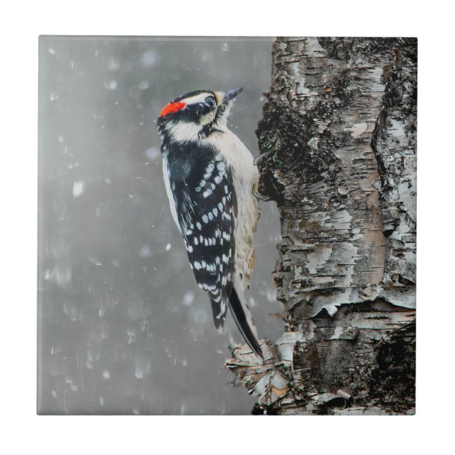 Downy Woodpecker em Neve - Foto Original (Frente)