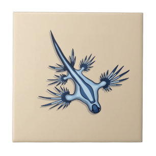 Dragão azul Nudibranch