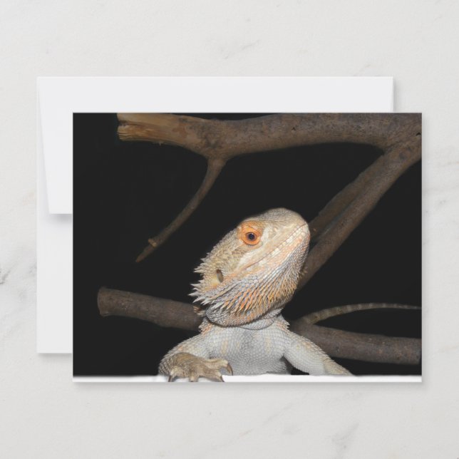 Dragão com barba 2 (Frente)