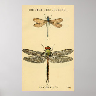 Dragon Flies Litho Poster