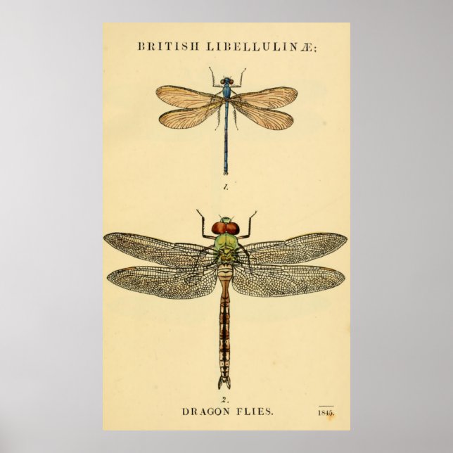 Dragon Flies Litho Poster (Frente)