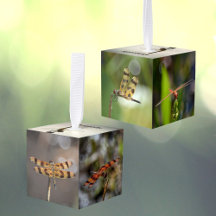 Dragonflies Fotografia Natureza