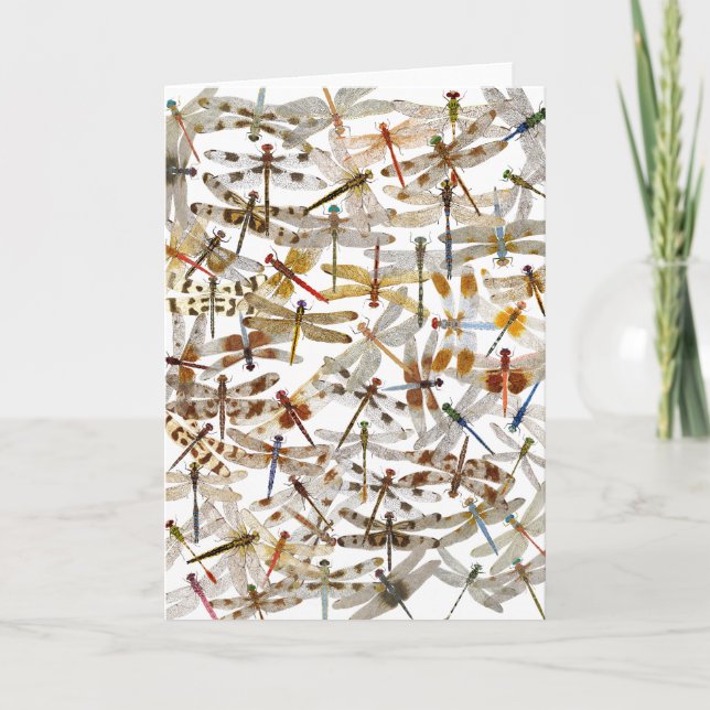 Dragonflies Galore! Cartão (Frente)
