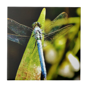 Dragonfly Azul
