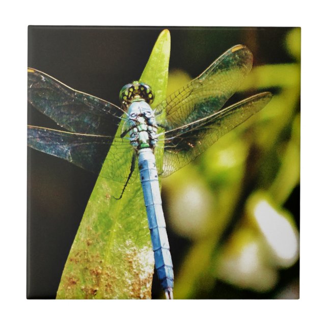 Dragonfly Azul (Frente)