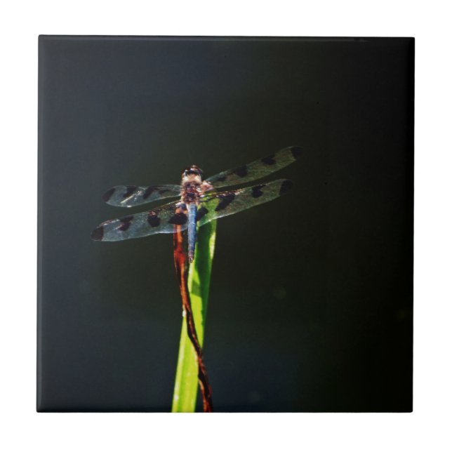 Dragonfly azul e preta sobre a grama verde e verme (Frente)