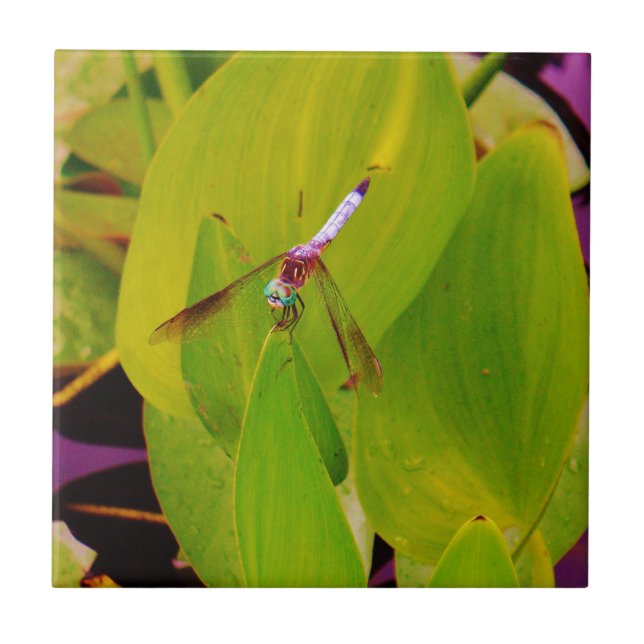 Dragonfly Azul Teal sobre Folha Verde. (Frente)