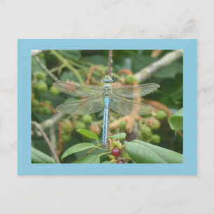 Dragonfly Blue Imperor com Borda Cartão postal DIY