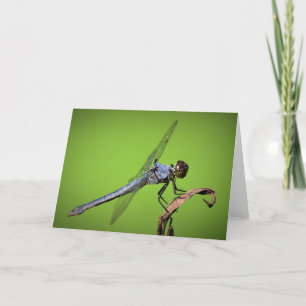 Dragonfly, cartão