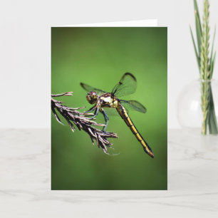 Dragonfly, cartão