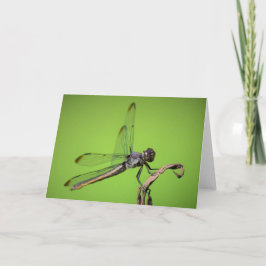 Dragonfly, cartão