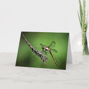 Dragonfly, cartão