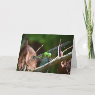 Dragonfly, cartão