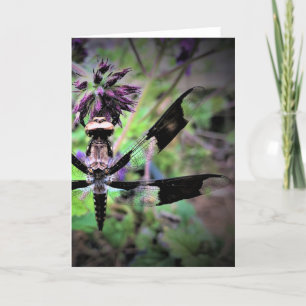 Dragonfly, cartão