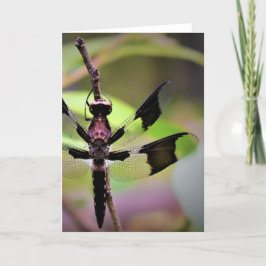 Dragonfly, cartão