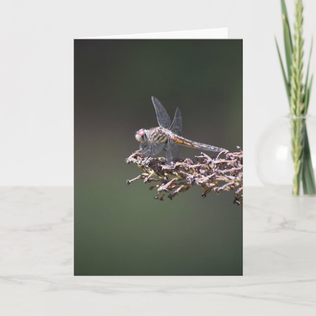 Dragonfly, cartão (Frente)