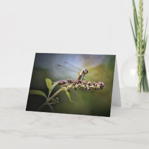 Dragonfly, cartão