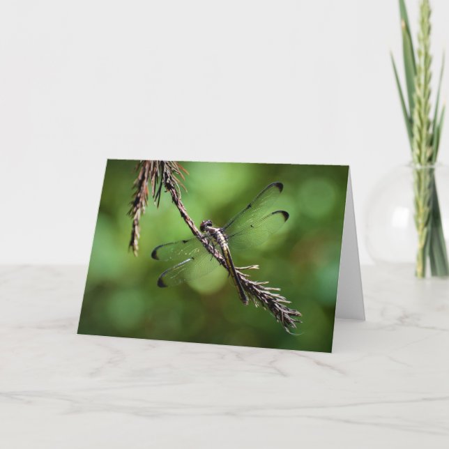 Dragonfly, cartão (Frente)