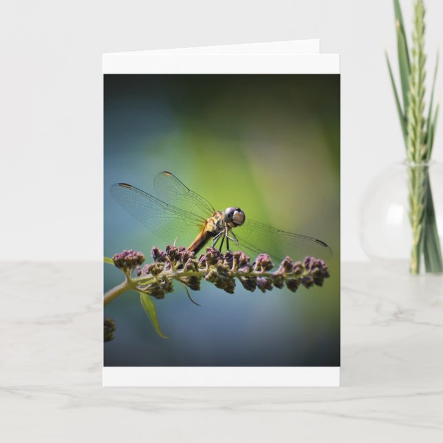 Dragonfly, cartão (Frente)