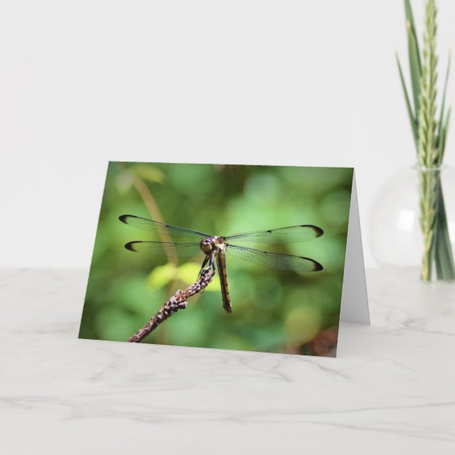 Dragonfly, cartão (Frente)
