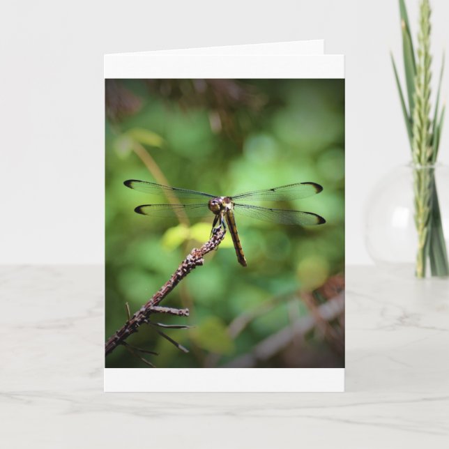 Dragonfly, cartão (Frente)