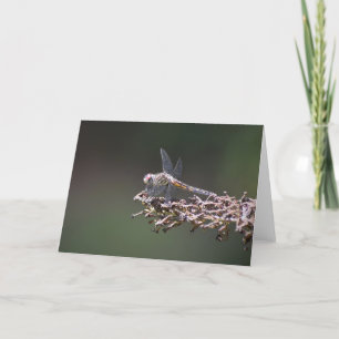 Dragonfly, cartão