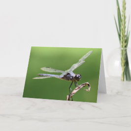 Dragonfly, cartão