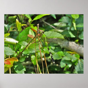 Dragonfly do Pondhawk poster Oriental