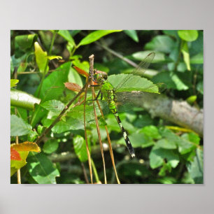 Dragonfly do Pondhawk poster Oriental