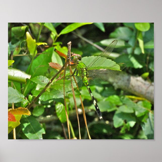Dragonfly do Pondhawk poster Oriental (Frente)