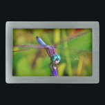 Dragonfly e flor<br><div class="desc">Dragonfly colorida Rainbow Dragonfly sobre uma flor rosa púrpura, Rainbow Dragonfly Blue Dragonfly sobre flores roxas. dragão, moscas, libélulas, libélulas, voando, dragões, insetos, insetos, jardim, natureza, crescimento, plantas, libélulas e damalquetes, coloridos, azuis, verdes, roxos, fuchsia, </div>