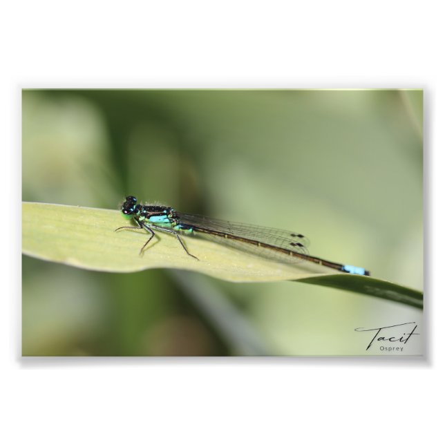 Dragonfly em um Impressão de Foto Folha (Frente)