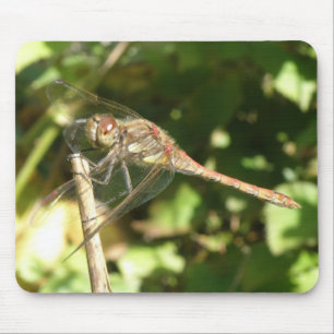 Dragonfly em um Mousepad Macro Twig
