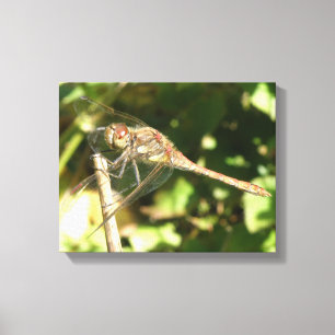 Dragonfly em uma Twig Canvas Print