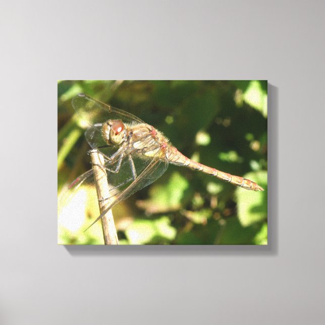 Dragonfly em uma Twig Canvas Print (Frente)