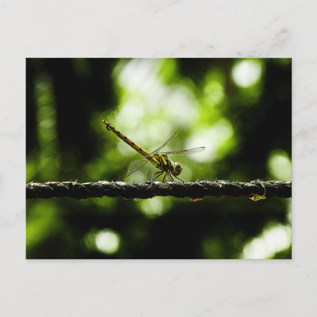 Dragonfly em verde - Cartões postais (Frente)