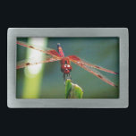 Dragonfly Frontal Vermelha e Negra<br><div class="desc">Dragão da Dragonfly Frontal Vermelha e Negra, mosca, moscas, libélulas, libélulas, voando, dragões, insetos, jardim, natureza, crescimento, plantas, libélulas e damalquetes, serenidade, diversão, verão, alegria, roxo amarelo verde</div>