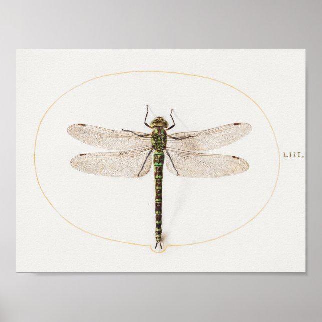 Dragonfly Illustration Poster (Frente)