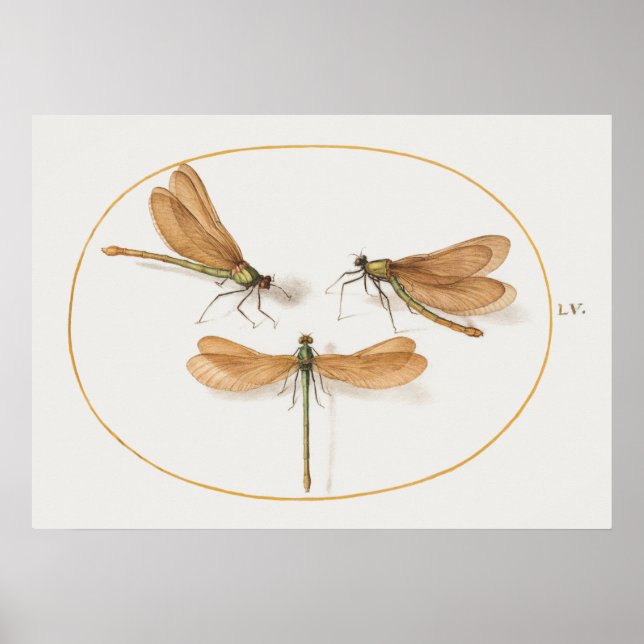Dragonfly Illustration Poster (Frente)