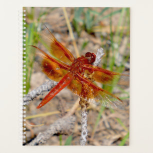 Dragonfly Laranja Do Planejador Lg